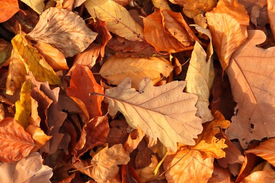 Fallen leaves