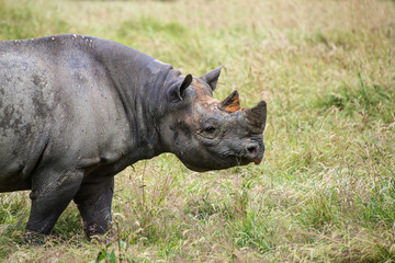 Obraz premium Black rhinoceros diceros bicornis michaeli in captivity