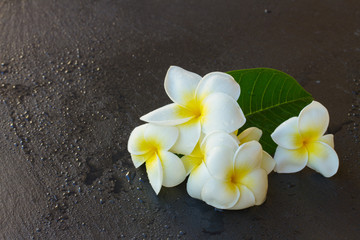 Frangipani flowers
