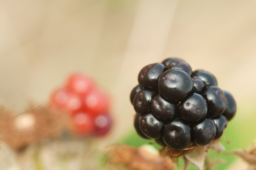 blackberry ripens on branch