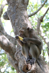 Monkey in nature eating fruit.
