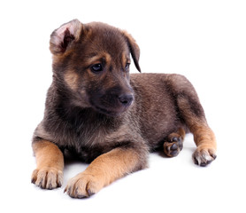 Funny puppy isolated on white