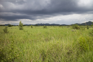 Fototapeta premium Rain cloud over the green field