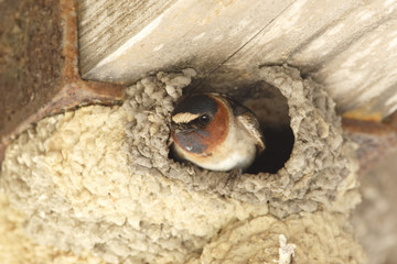 Cliff Swallow Peering Out From its Mud Nest