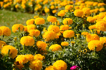 Yellow marigolds in the sun