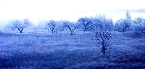 Obraz na płótnie Canvas 朝霧の立ち込めた湿原の樹木