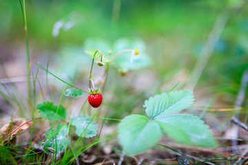 Fresh natural wild strawberry