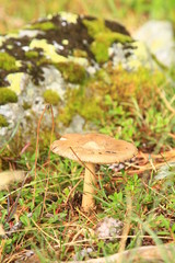 champignon en savoie