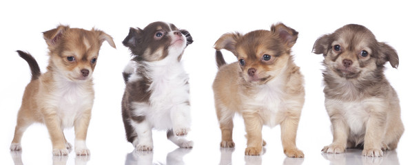 Vier Chihuahua Welpen