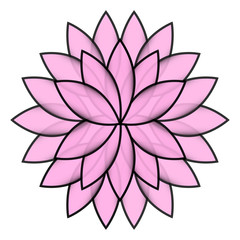 Pink flower lotus