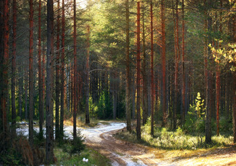 landscape in a pine forest
