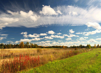 Obraz premium landscape forest nature