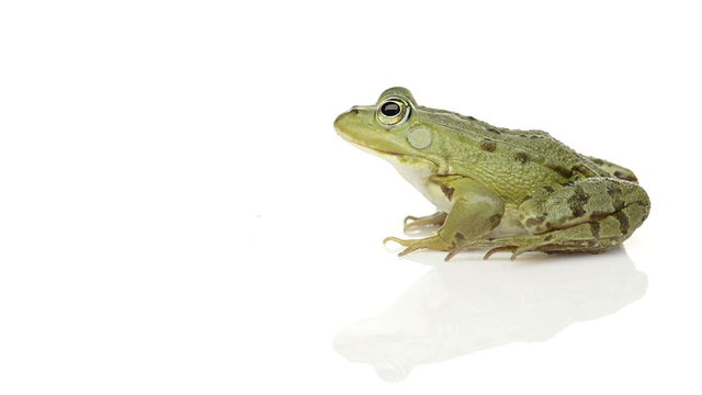 Common water frog sitting then jumps away