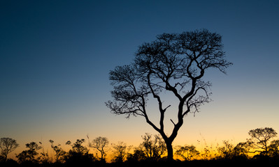Fototapeta na wymiar Ipe tree at sunset