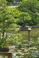 jardin japonais avec bonsais