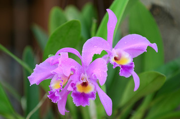 orchids