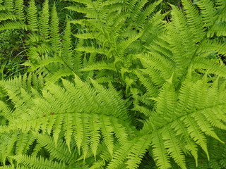 fern leaves in the forest