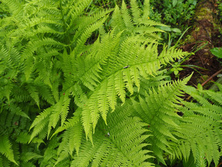 fern leaves in the forest