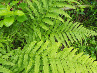 fern leaves in the forest