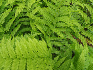 fern leaves in the forest