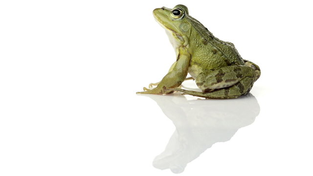 Common water frog sitting