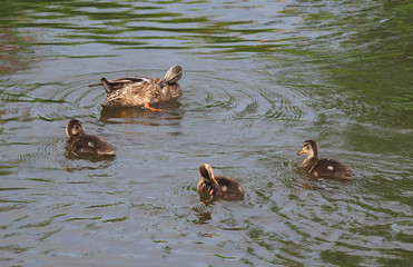 mother duck with chicks