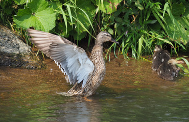 mother duck with chicks