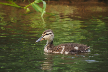 chick mallard on the lake
