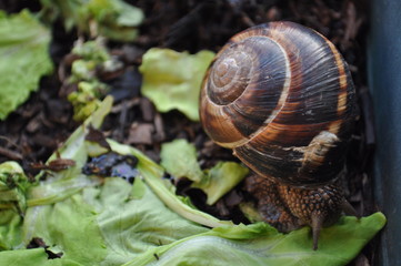 Lumaca Chiocciola