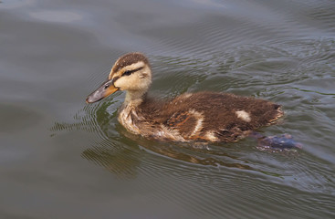 chick mallard on the lake