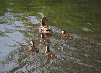 mother duck with chicks
