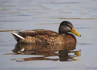 duck on the lake