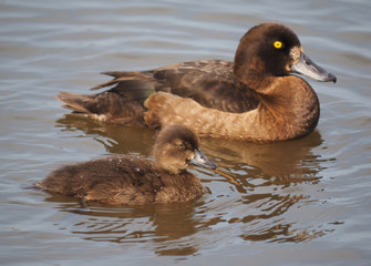 Tufted duck, Aythya fuligula