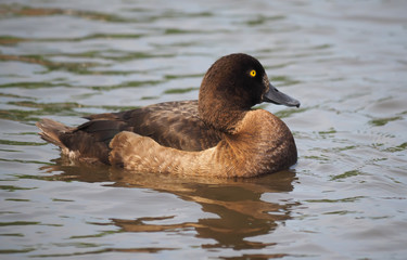 Tufted duck, Aythya fuligula