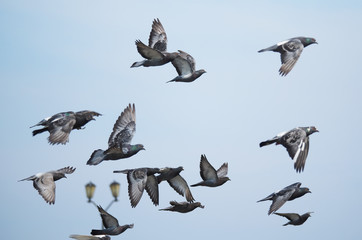 Fototapeta premium flock of pigeons in flight