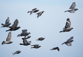 flock of pigeons in flight