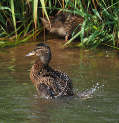 duck on the lake