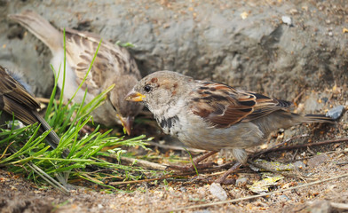 Sparrow in the grass