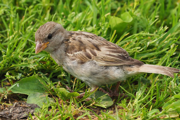 Sparrow in the grass