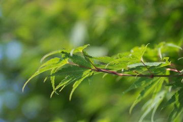 maple leaves