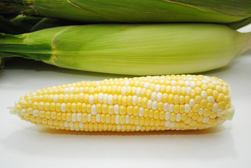 Whole Organic Corn on the Cob Harvested