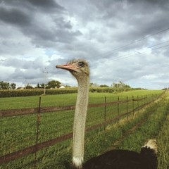 vogel strauß