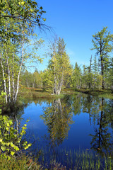 Fototapeta na wymiar Forest lake in the autumn afternoon
