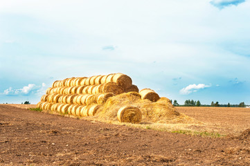 Many straw bales on stubble field after harvesting. Harvest time