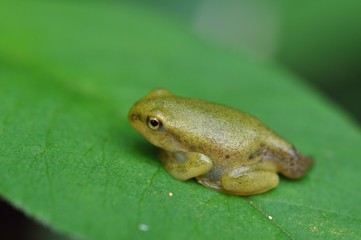 蛙の幼生