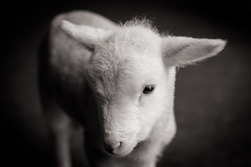 Baby Lamb Face
