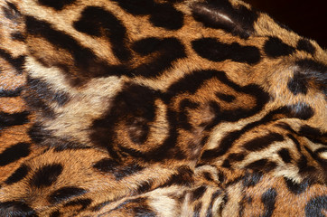 pelliccia di ocelot con immagine di cinghiale