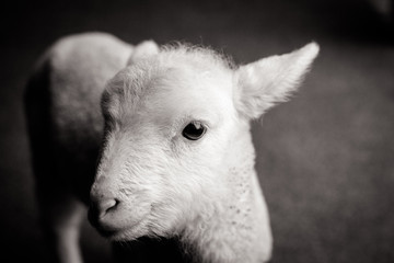 Baby Lamb Face