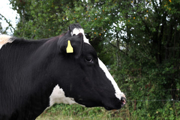 Closeup of a black and white cow