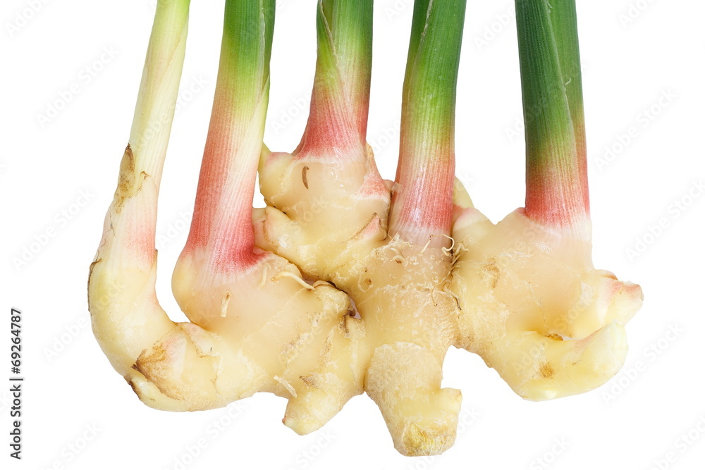 Canvas Prints close - up fresh ginger root vegetable